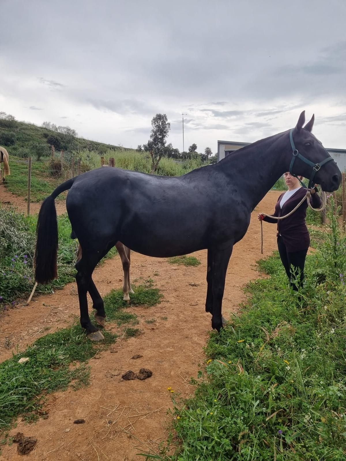 Vendo egua Lusitana