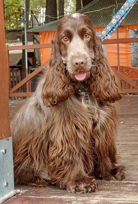 Cocker spaniel angielski blue roan