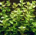 Roślina Rośliny do akwarium -  Bacopa Carolinlana