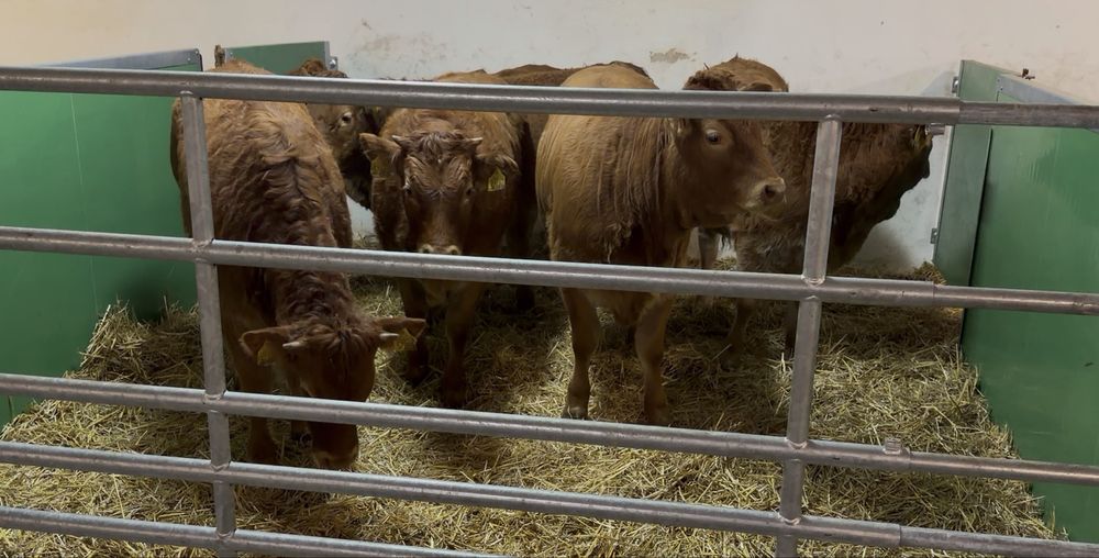 Odsady, odsadki, jalowki, LM mm AN limousine