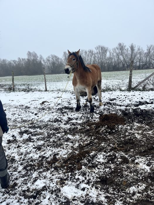 Źrebica 14-miesieczna