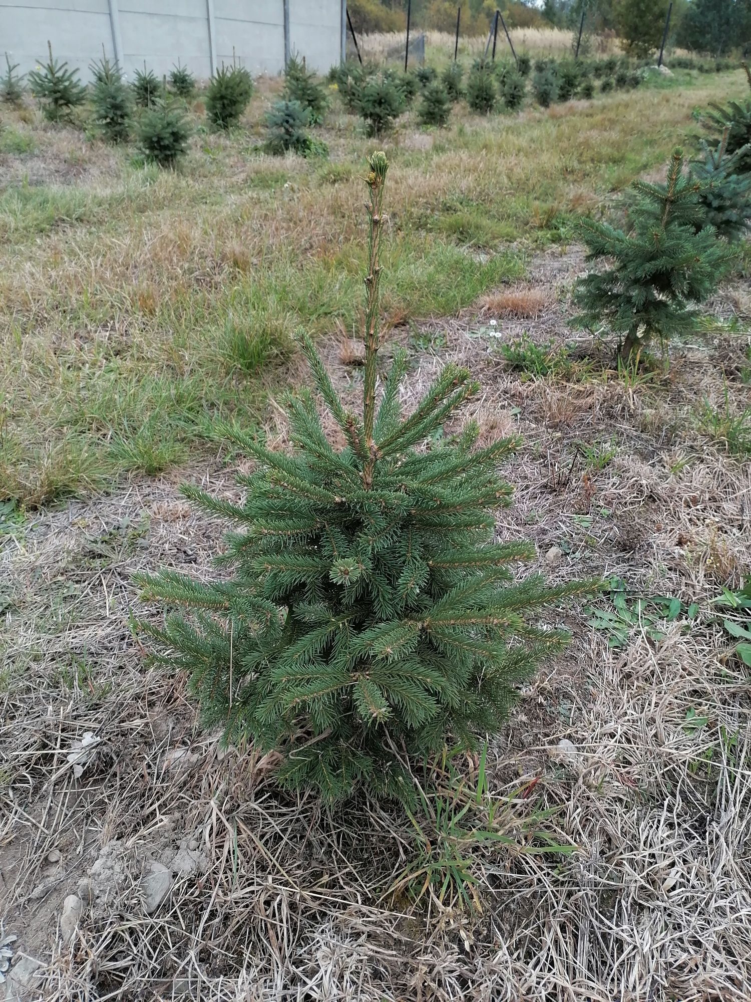 Świerk.Choinki z gruntu.Szkółkowane.Picea amorika,srebrny,pospolity