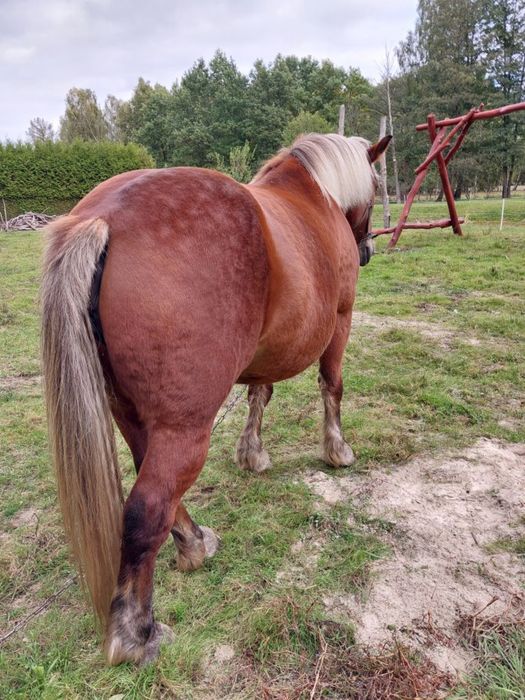 Sprzedam klacz zimnokrwistą