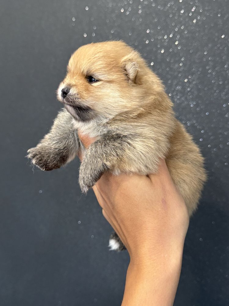 Pomeranian miniaturowy-OTYLIA BOO