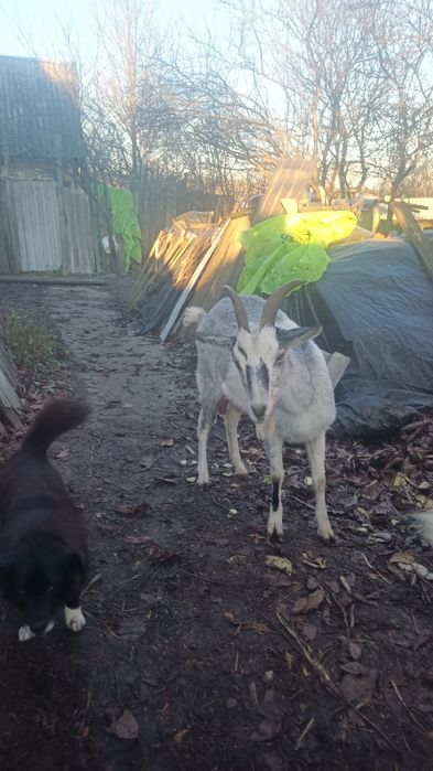 молода коза,первістка