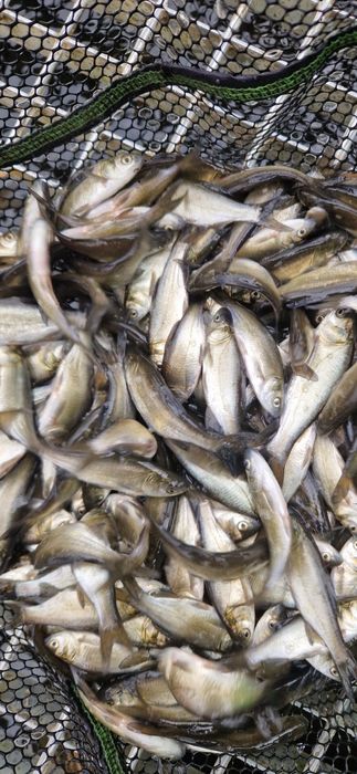 Narybek Tołpyga  na ratunek zakwity glony sinice  dostępna inne ryby