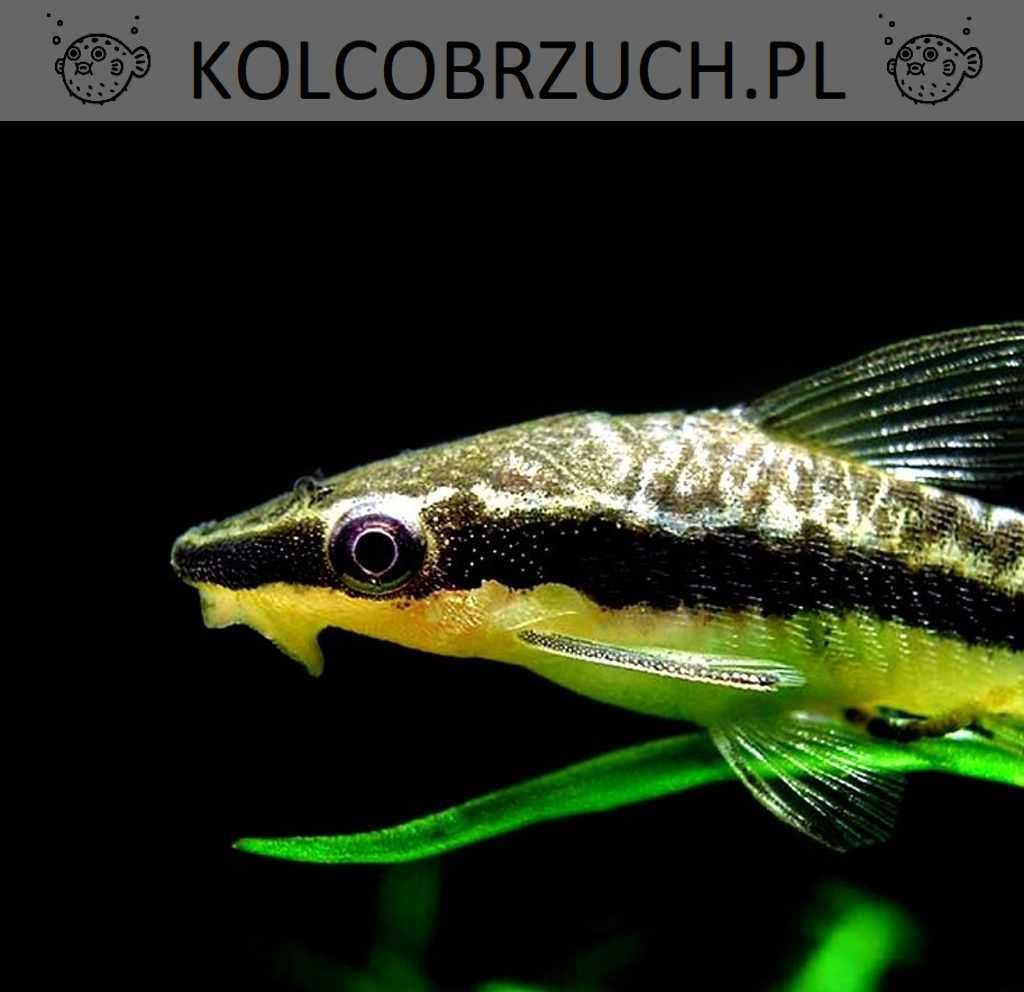 Otosek przyujściowy - Otocinclus affinis - Otos - na glony