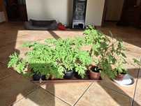 Geranium/ anginka sadzonka