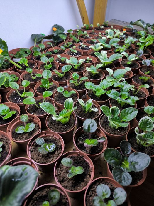 Дітки фіалок (мікс сортів). Також є листочки для вкорінення.