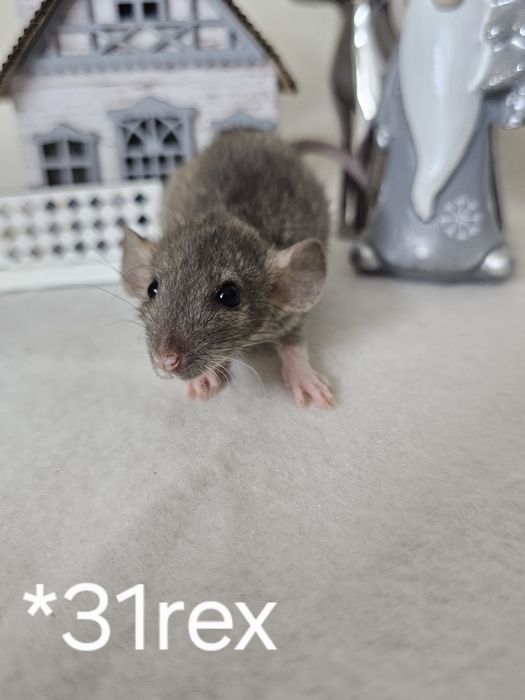 Szczurek szczur szczury