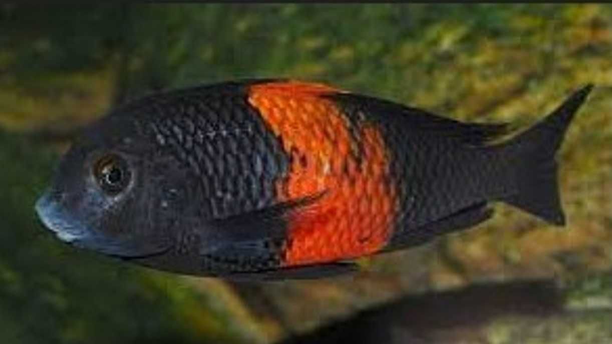 Tropheus sp. Bemba pokolenie F1 - TANGANIKA - IMPORT - dowóz, wysyłka