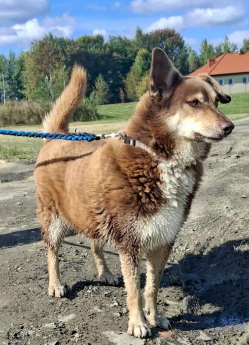 Maksio błaga o szansę i dom ..
