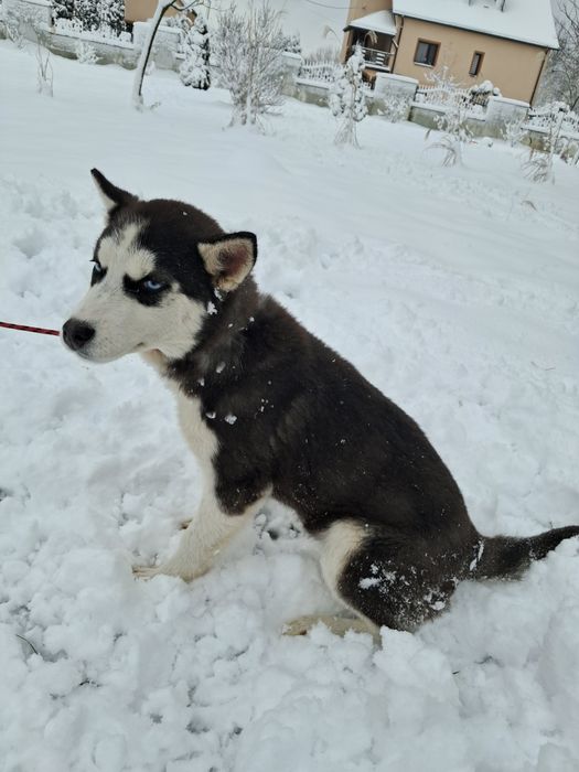 Śliczna suczka husky