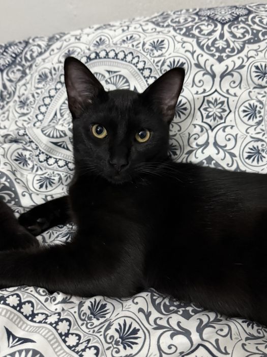 Gatos para adoção