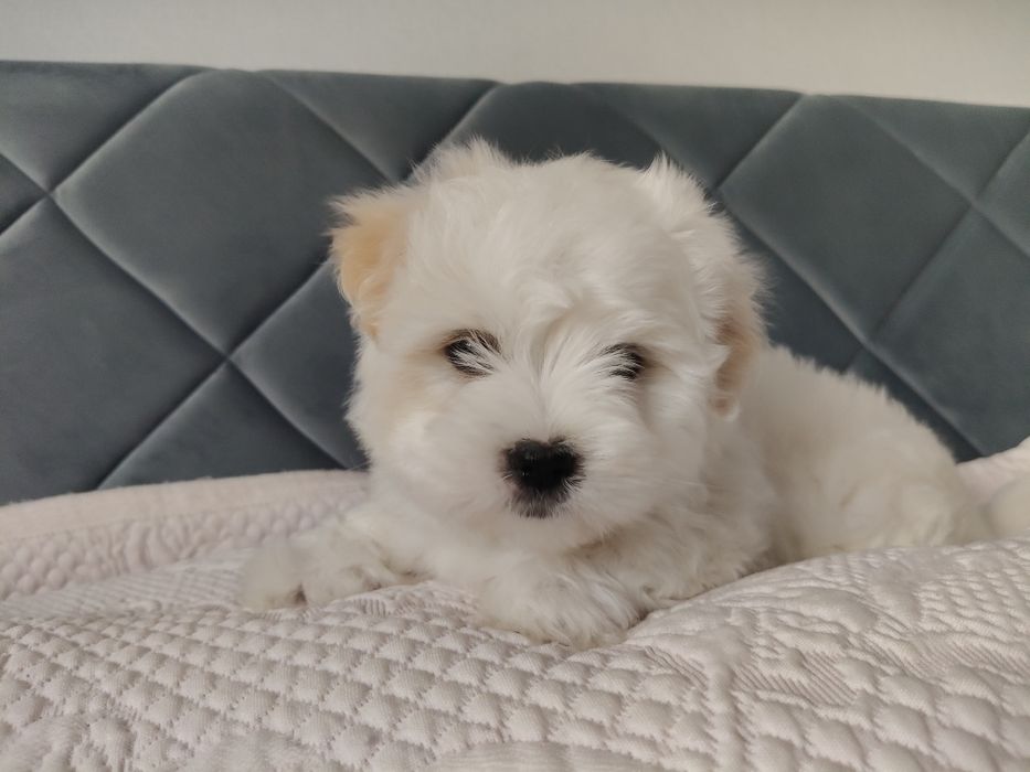 Coton de Tulear szczenię o imieniu Figo