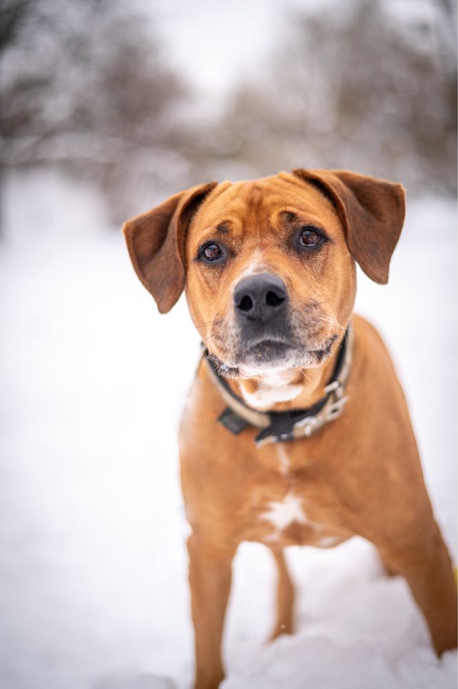 Kochana suczka w typie ras: amstaff i bokser. Duży pies do adopcji.