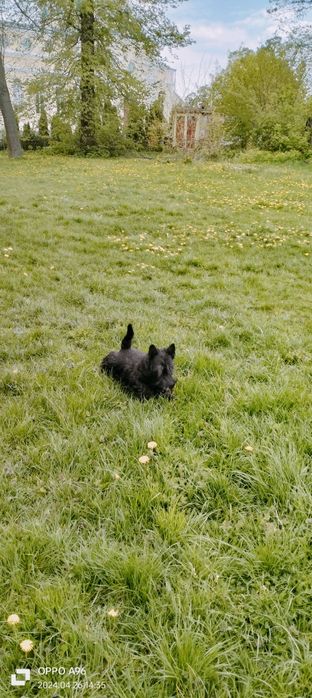 Скоч-тер'єр на в'язку.