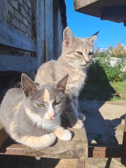 Віддам безкоштовно кошенят