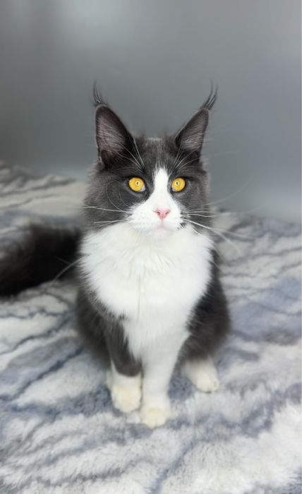 Мейн кун із родоводом