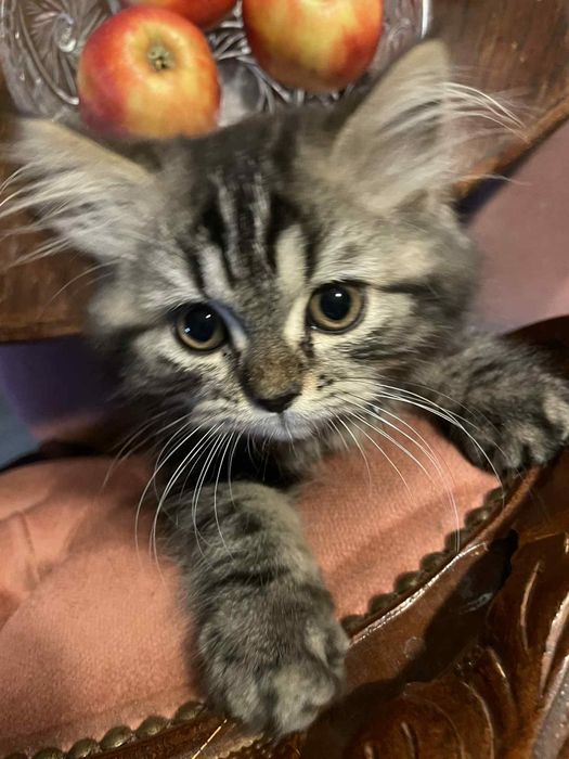 Kot perski z rodowodem