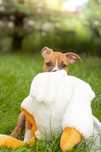 Ast.do odbioru Amstaff.American Staffordshire terrier. Suczka.