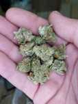 Susz CBD Amnesia Special GH 1 kg