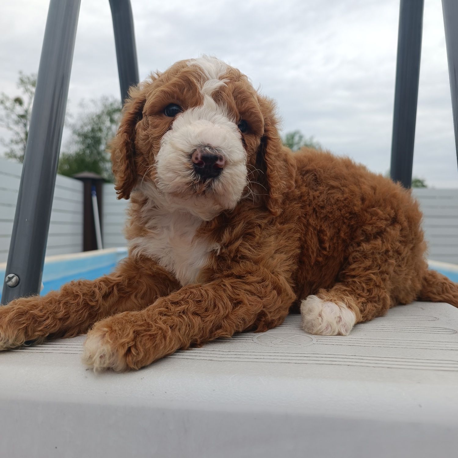 Голдендудль Ф1б. Goldendoodle F1b. Хлопчик. Київ