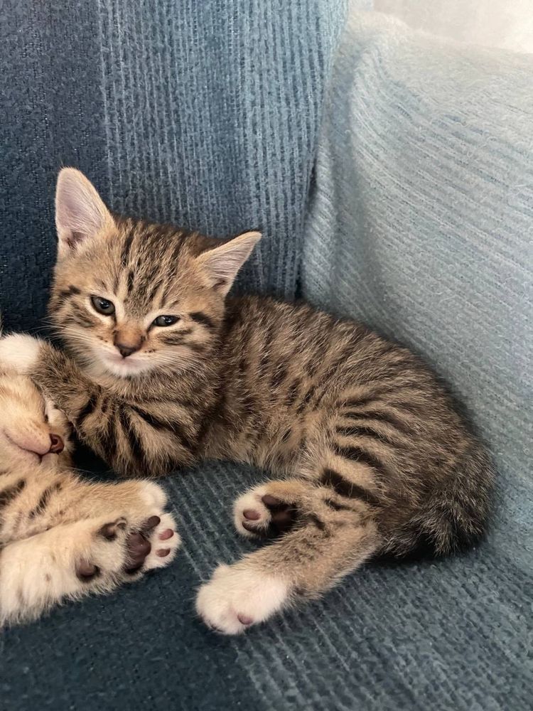 Котики, напівпородисті