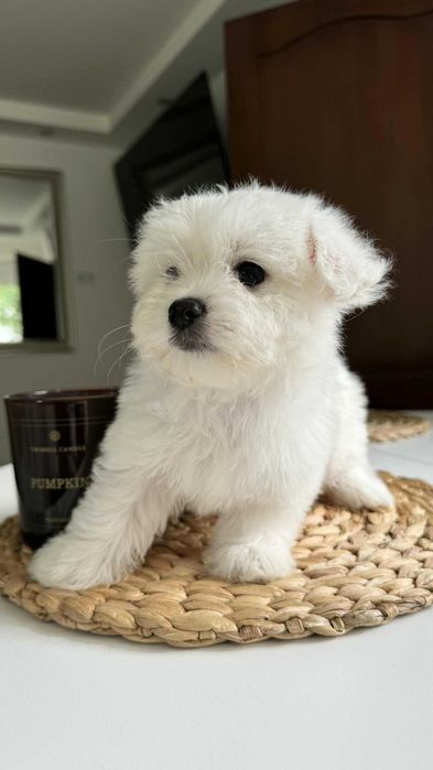 Miniaturka Maltańczyk Piesek z Rodowodem Chipem