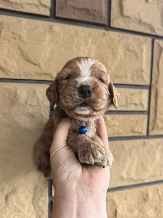 Śliczny szczeniak cocker spaniel