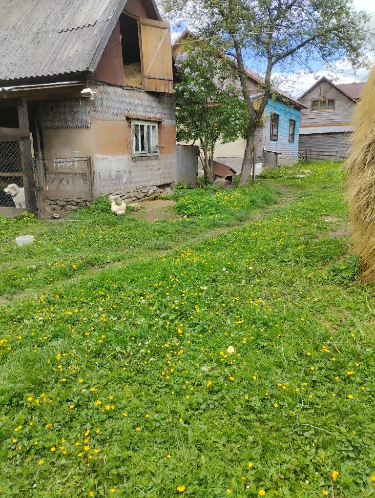 Продається будинок Ясіня(Свидовець)