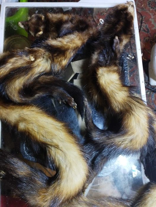 Шкіра куниці нова