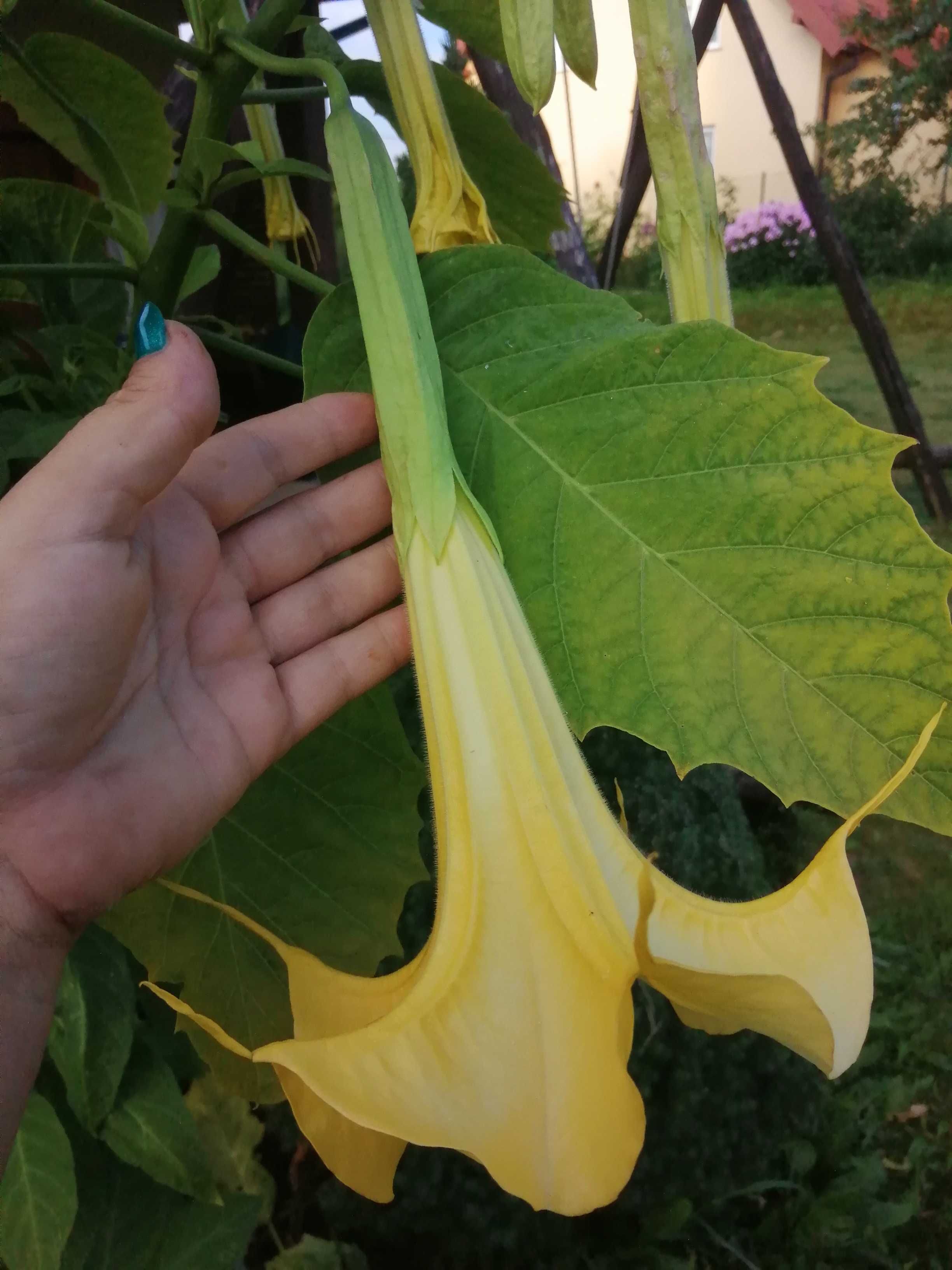 Datura trikolor -różowa ,żółta ,biała doniczka 10 litrów