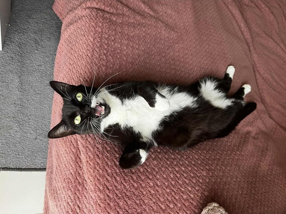 Zagineła Kotka pod Warszawą