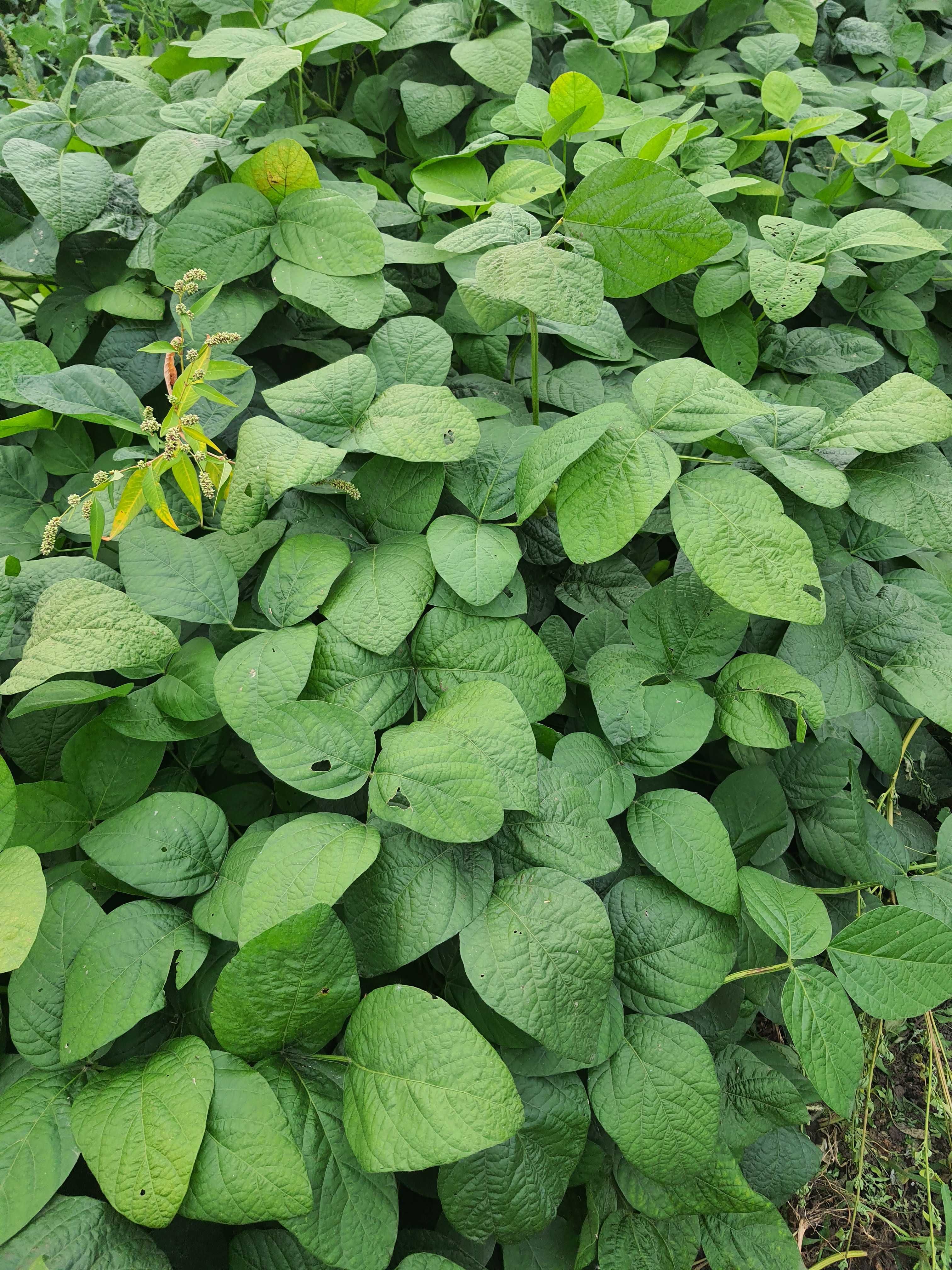 soja edamame ekologiczna