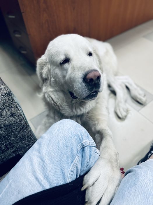 Вигул собак в Івано-Франківську, зоотаксі по Україні та за кордон