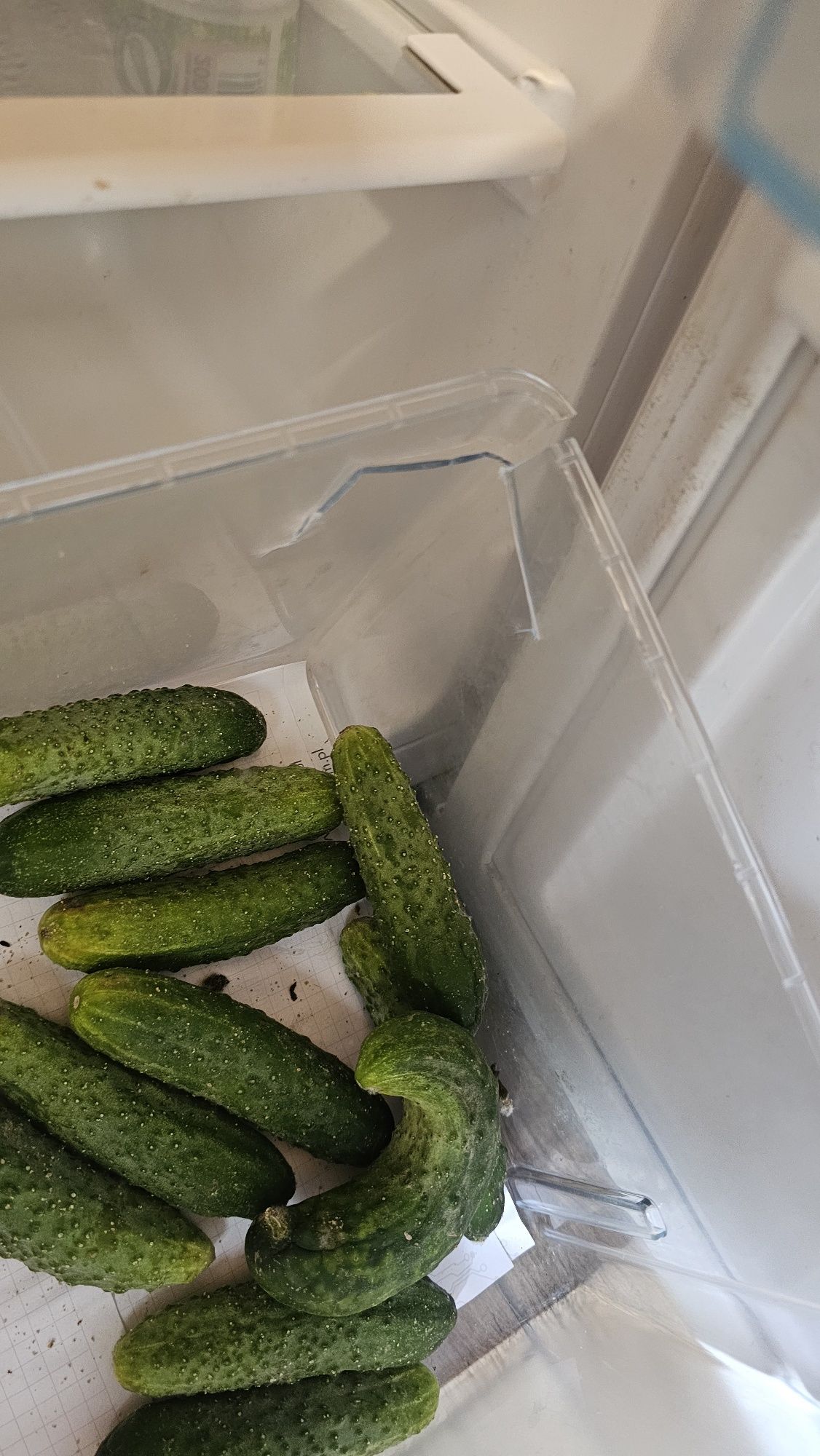 Lodówka z zamrażką beko