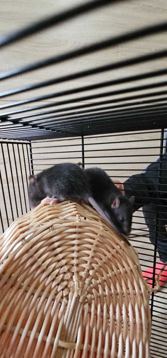 Młode szczurki domowe