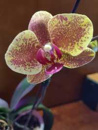 Орхидея фаленопсис KV Charmer