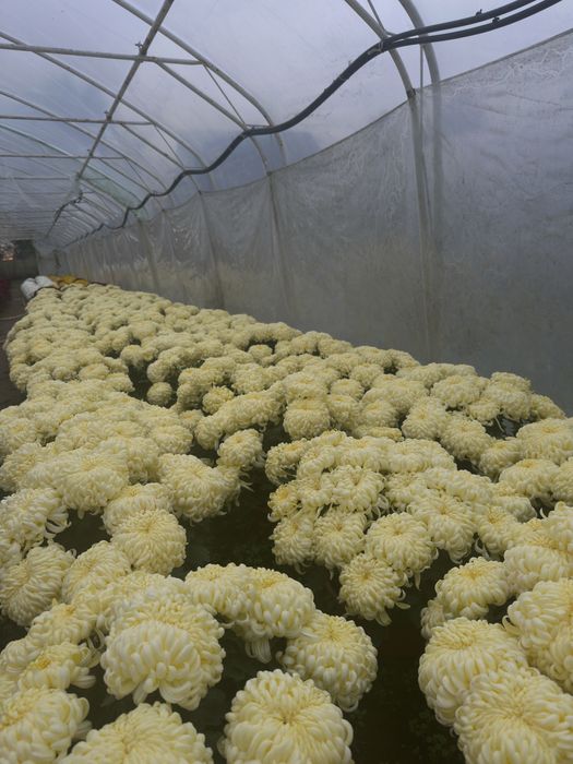 Chryzantemy wielokwiatowe i drobnokwiatowe