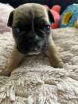 Buldog francuski uroczy piesek