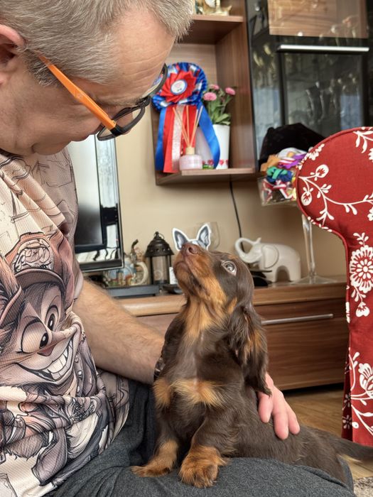 Jamnik Króliczy Długowłosy - CZEKOLADOWY gotowy do zmiany domku - ZKwP