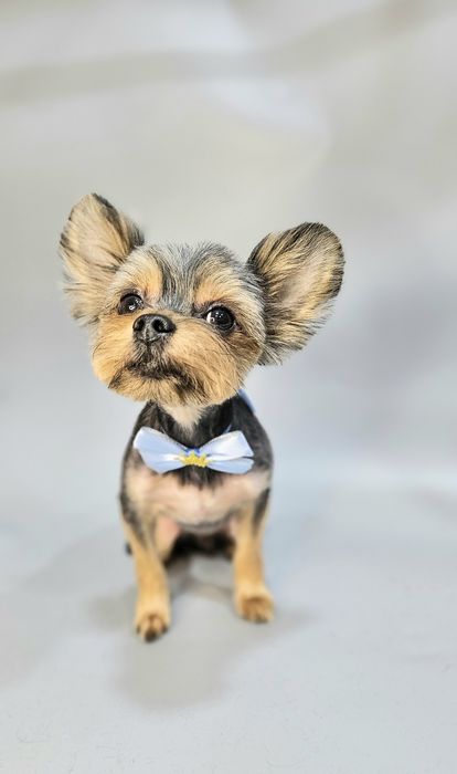 Груминг стрижка собак р-н Одеська