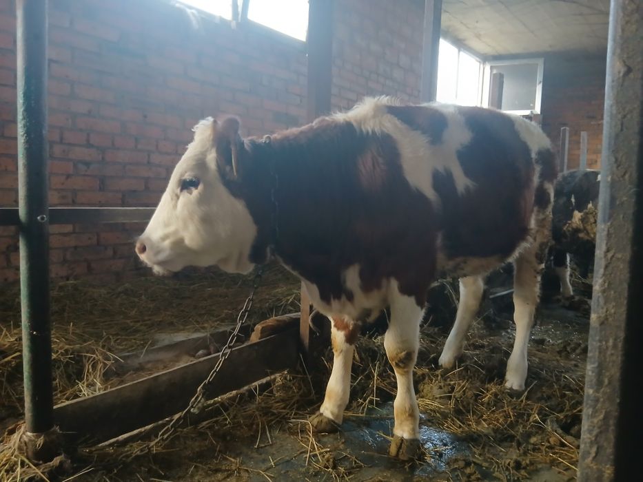 Телиця вік 10 місяців Симентальська порода