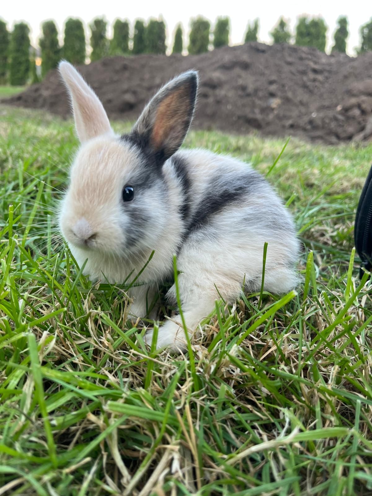 Króliczki miniaturki