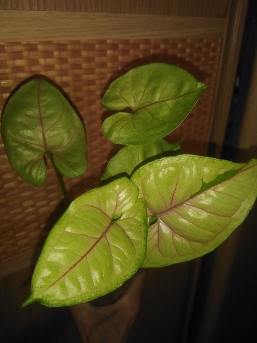 Продам різні сорта сингониумы, филодендроны, сциндапсусы, епипремнуми