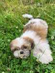 Suszka Shih Tzu Tricolor