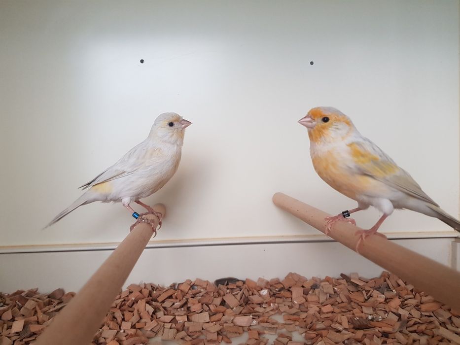 Kanarek mozaika opalowa