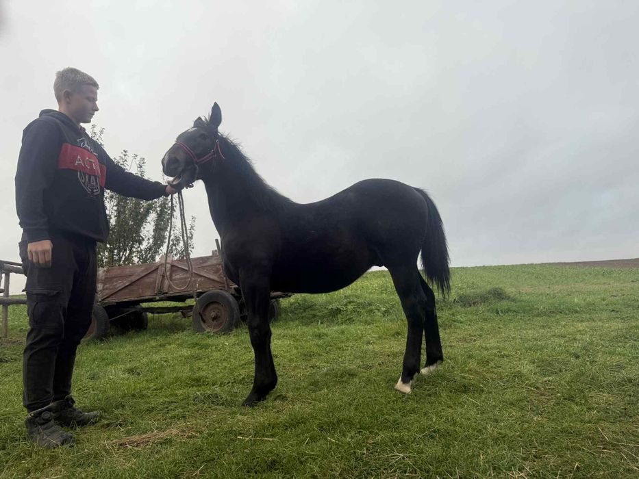 Sprzedam ogierka 8 miesiecy