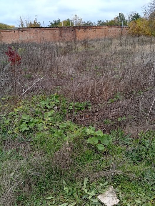 Зрізати дерево. Розчистка